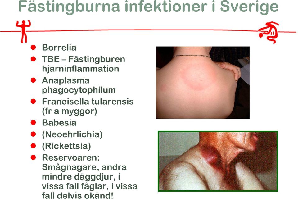 (fr a myggor) Babesia (Neoehrlichia) (Rickettsia) Reservoaren: