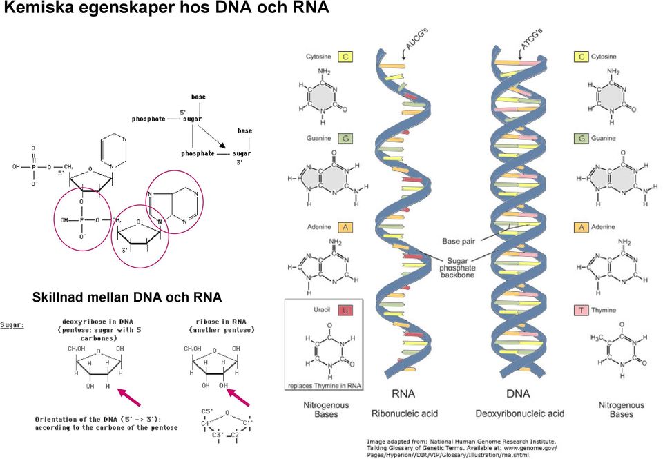 DNA och RNA