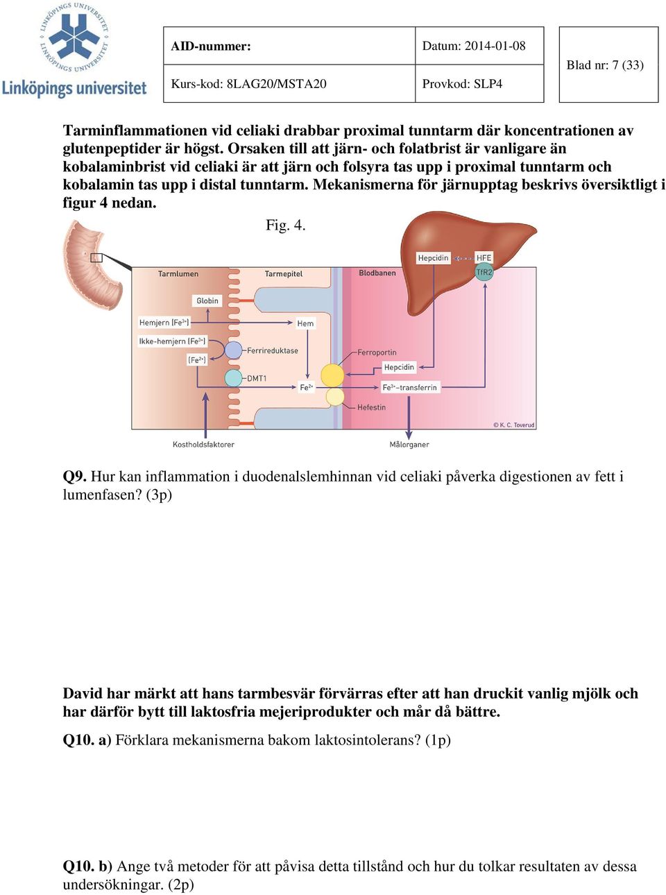 Mekanismerna för järnupptag beskrivs översiktligt i figur 4 nedan. Fig. 4. Q9. Hur kan inflammation i duodenalslemhinnan vid celiaki påverka digestionen av fett i lumenfasen?