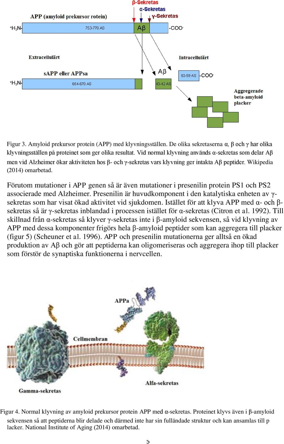 Förutom mutationer i APP genen så är även mutationer i presenilin protein PS1 och PS2 associerade med Alzheimer.