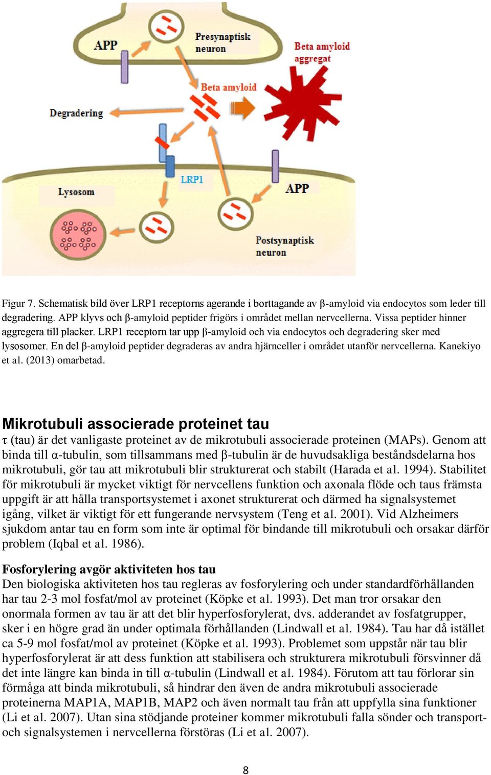 En del β-amyloid peptider degraderas av andra hjärnceller i området utanför nervcellerna. Kanekiyo et al. (2013) omarbetad.