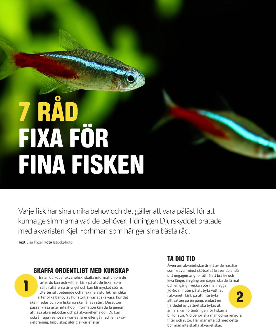 Text Elsa Frizell Foto Istockphoto SKAFFA ORDENTLIGT MED KUNSKAP 1 Innan du köper akvariefisk, skaffa information om de arter du kan och vill ha.