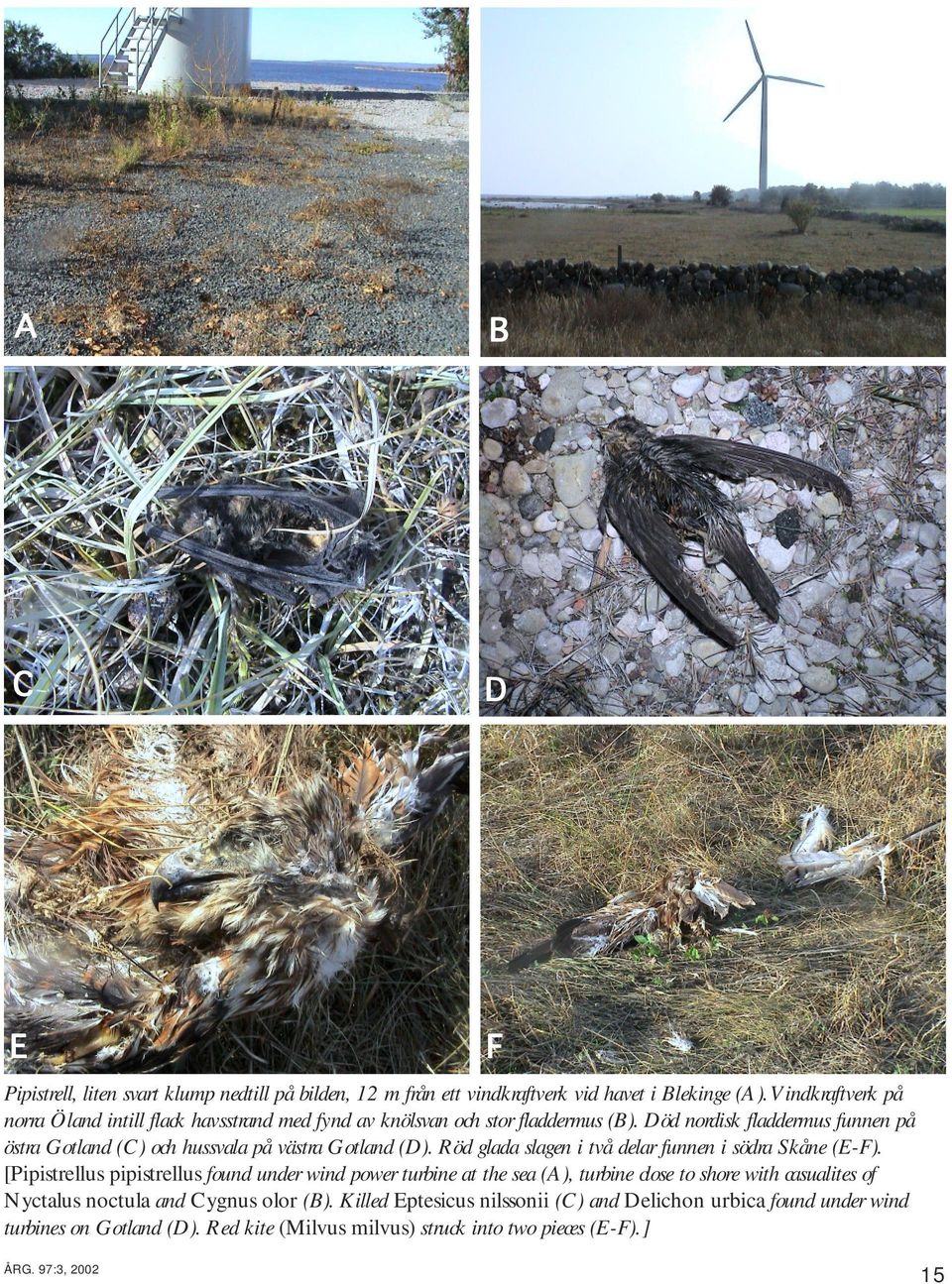 Död nordisk fladdermus funnen på östra Gotland (C) och hussvala på västra Gotland (D). Röd glada slagen i två delar funnen i södra Skåne (E-F).