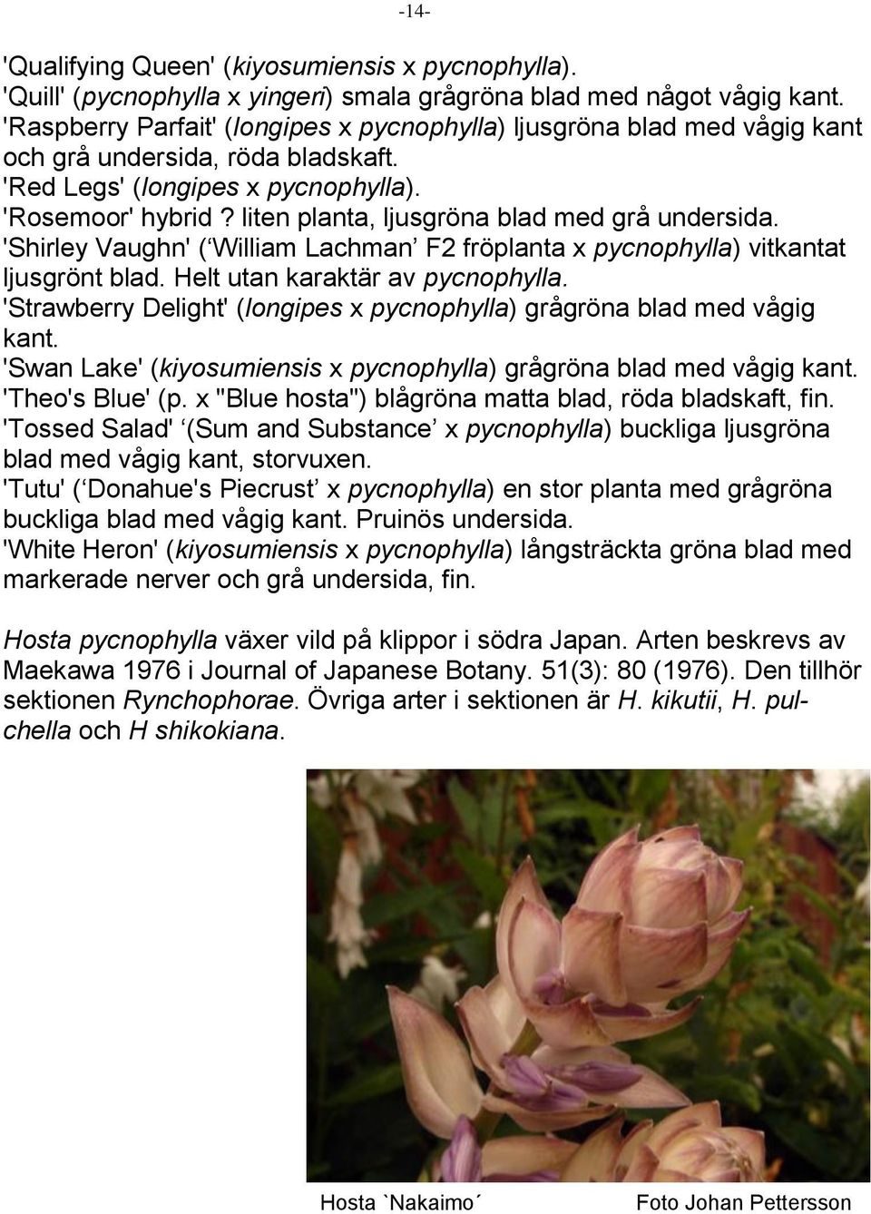 liten planta, ljusgröna blad med grå undersida. 'Shirley Vaughn' ( William Lachman F2 fröplanta x pycnophylla) vitkantat ljusgrönt blad. Helt utan karaktär av pycnophylla.