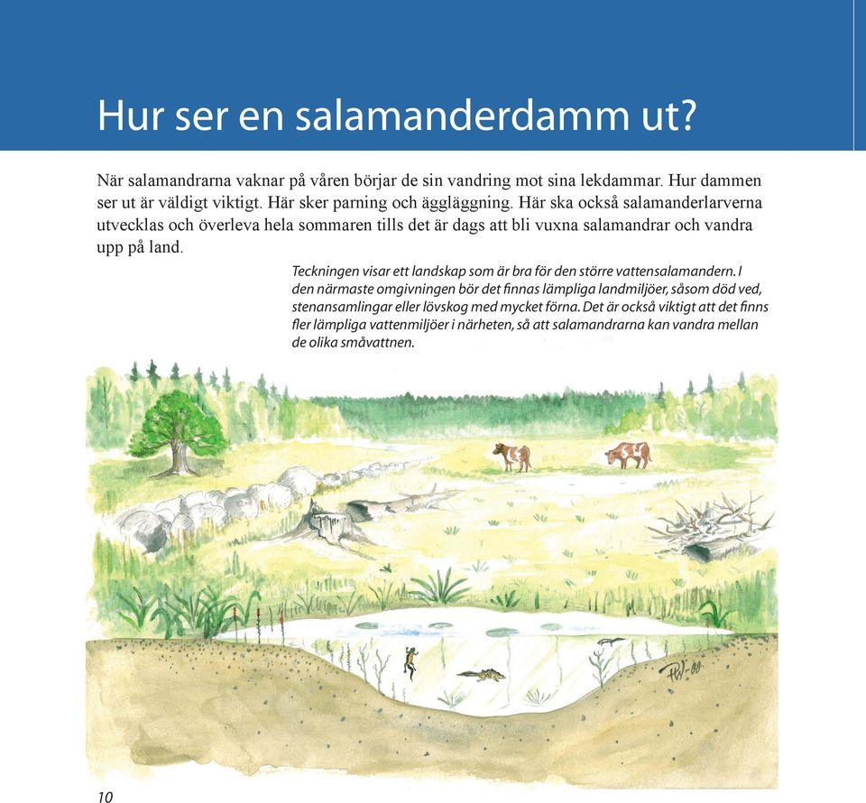 Här ska också salamanderlarverna utvecklas och överleva hela sommaren tills det är dags att bli vuxna salamandrar och vandra upp på land.