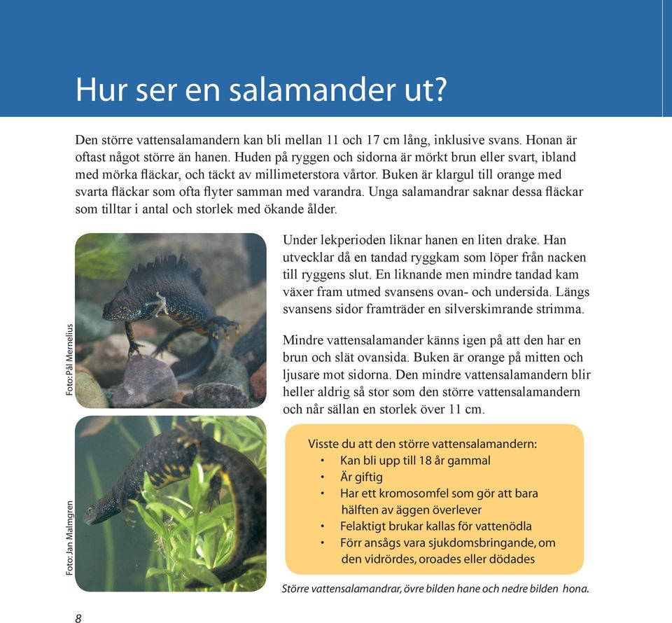 Buken är klargul till orange med svarta fläckar som ofta flyter samman med varandra. Unga salamandrar saknar dessa fläckar som tilltar i antal och storlek med ökande ålder.