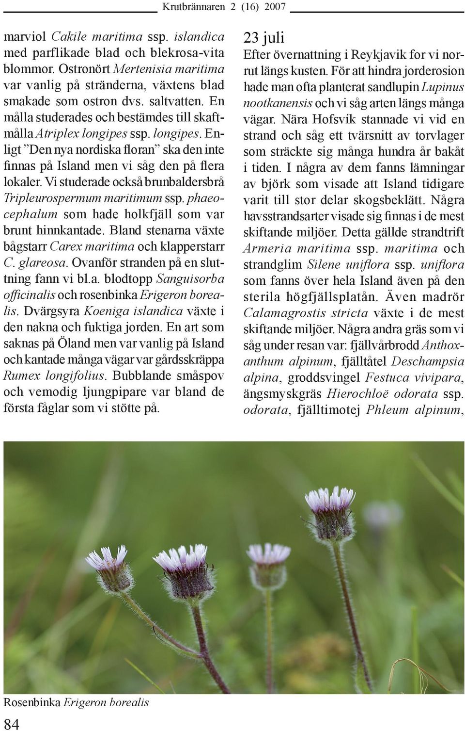 Vi studerade också brunbaldersbrå Tripleurospermum maritimum ssp. phaeocephalum som hade holkfjäll som var brunt hinnkantade. Bland stenarna växte bågstarr Carex maritima och klapperstarr C. glareosa.