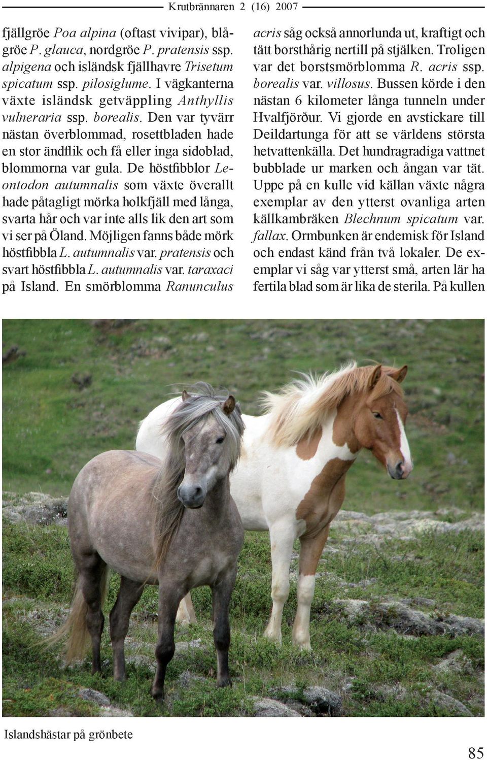 De höstfibblor Leontodon autumnalis som växte överallt hade påtagligt mörka holkfjäll med långa, svarta hår och var inte alls lik den art som vi ser på Öland. Möjligen fanns både mörk höstfibbla L.