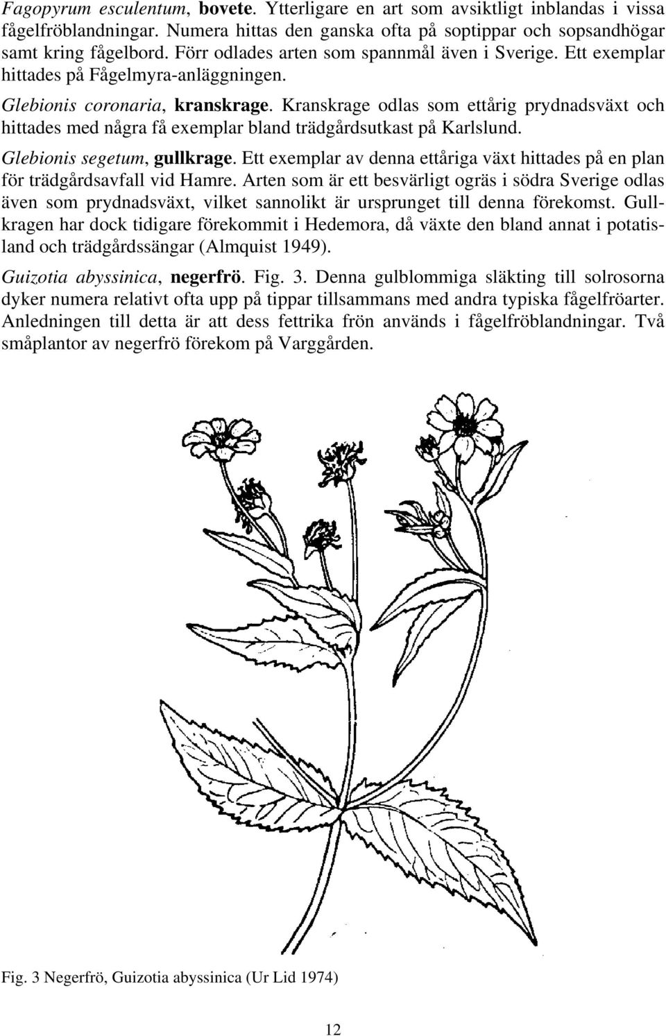 Kranskrage odlas som ettårig prydnadsväxt och hittades med några få exemplar bland trädgårdsutkast på Karlslund. Glebionis segetum, gullkrage.