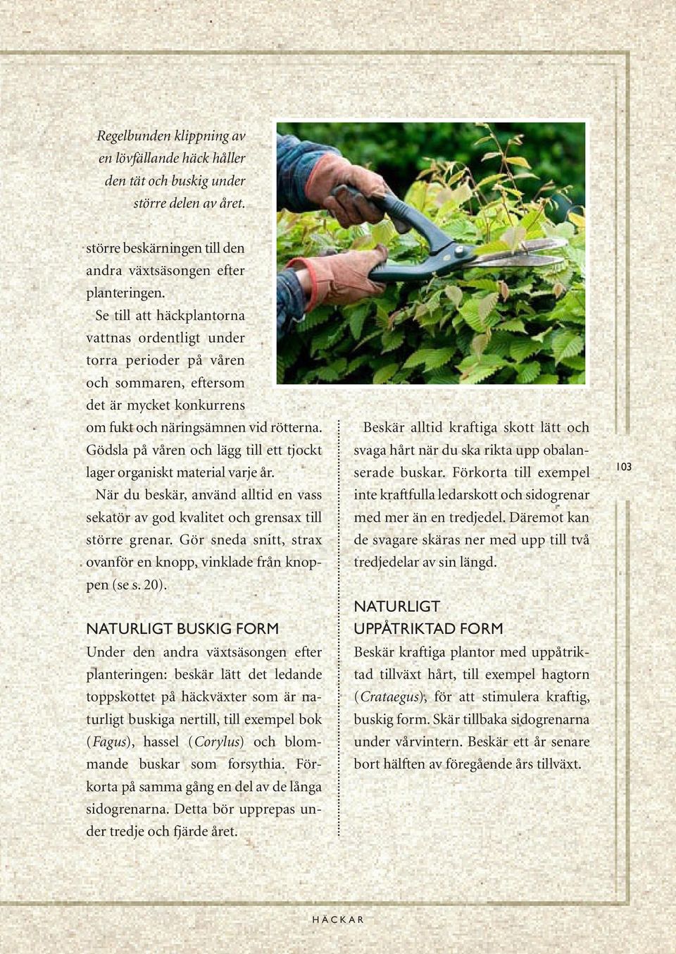 Gödsla på våren och lägg till ett tjockt lager organiskt material varje år. När du beskär, använd alltid en vass sekatör av god kvalitet och grensax till större grenar.