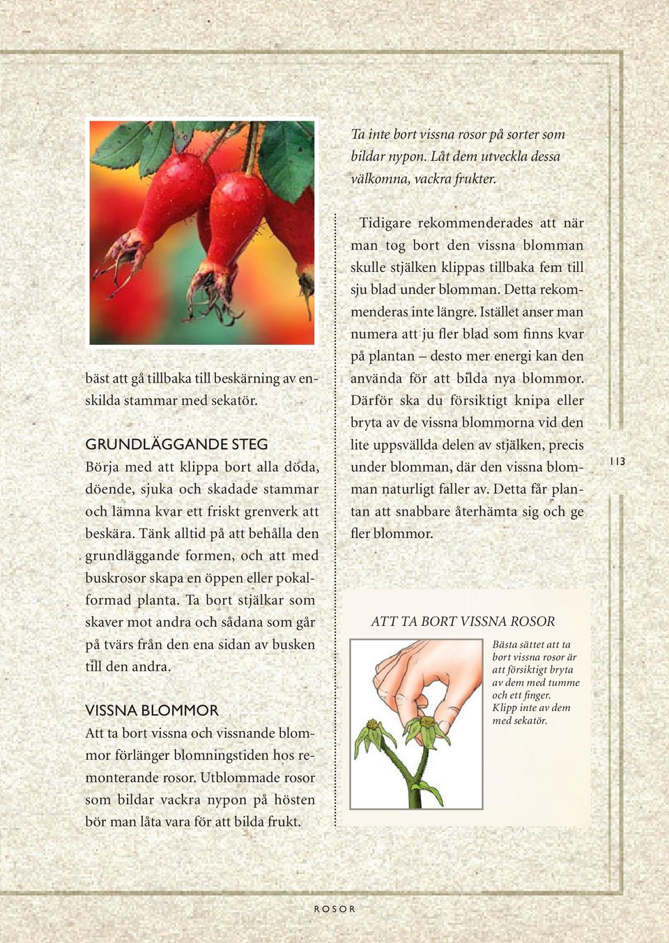 Tänk alltid på att behålla den grundläggande formen, och att med buskrosor skapa en öppen eller pokalformad planta.