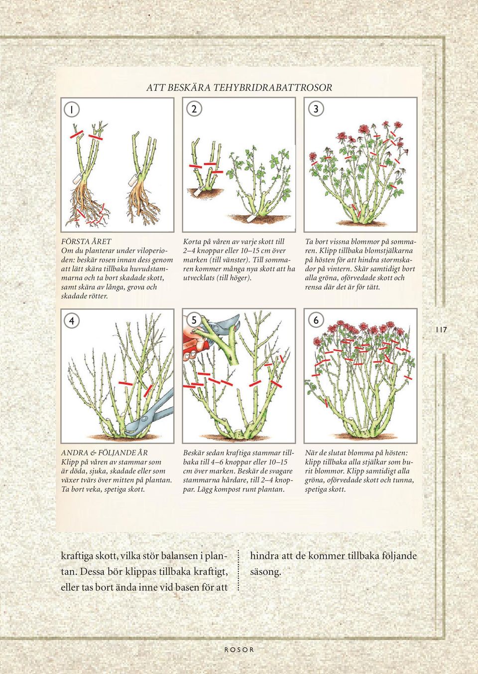 Ta bort vissna blommor på sommaren. Klipp tillbaka blomstjälkarna på hösten för att hindra stormskador på vintern. Skär samtidigt bort alla gröna, oförvedade skott och rensa där det är för tätt.