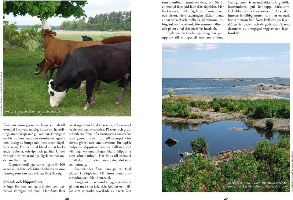 Vanliga arter är strandbaldersbrå, gräslök, kustvänderot, gul fetknopp, kärleksört, fackelblomster och styvmorsviol. Av särskilt intresse är klibbglimmen, som har en stark koncentration här.