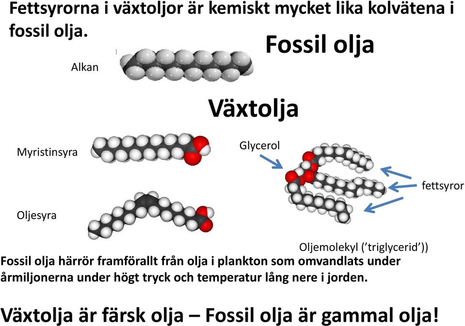 triglycerid )) gy Fossil olja härrör framförallt från olja i plankton som omvandlats