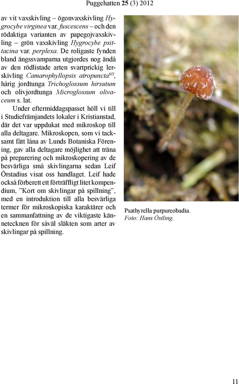 Microglossum olivaceum s. lat. Under eftermiddagspasset höll vi till i Studiefrämjandets lokaler i Kristianstad, där det var uppdukat med mikroskop till alla deltagare.