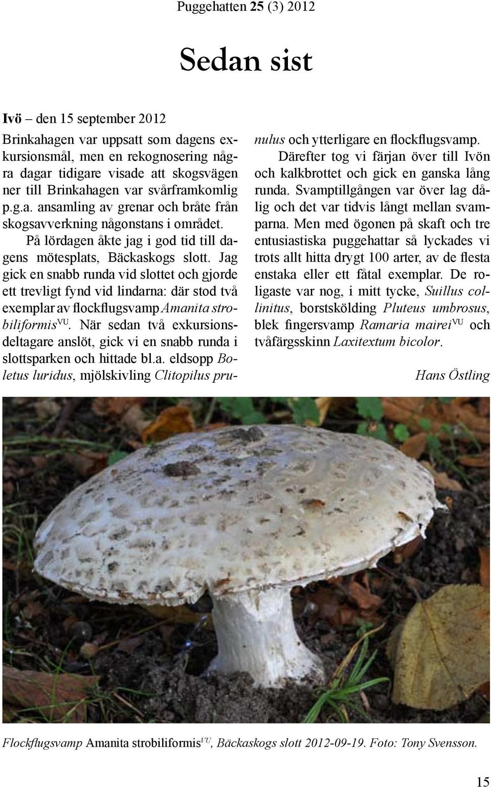 Jag gick en snabb runda vid slottet och gjorde ett trevligt fynd vid lindarna: där stod två exemplar av flockflugsvamp Amanita strobiliformis VU.