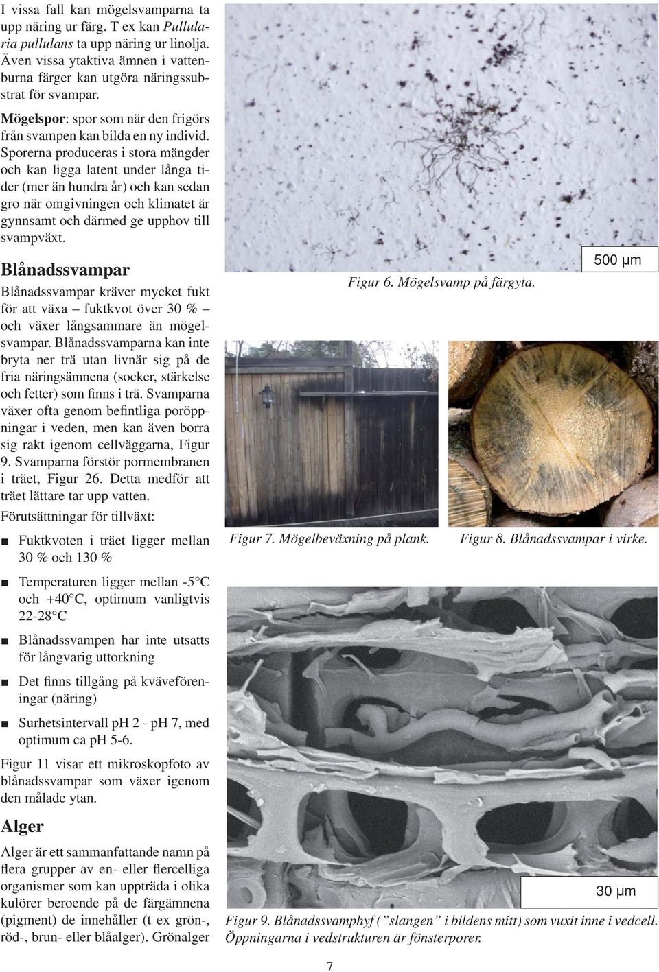 Sporerna produceras i stora mängder och kan ligga latent under långa tider (mer än hundra år) och kan sedan gro när omgivningen och klimatet är gynnsamt och därmed ge upphov till svampväxt.