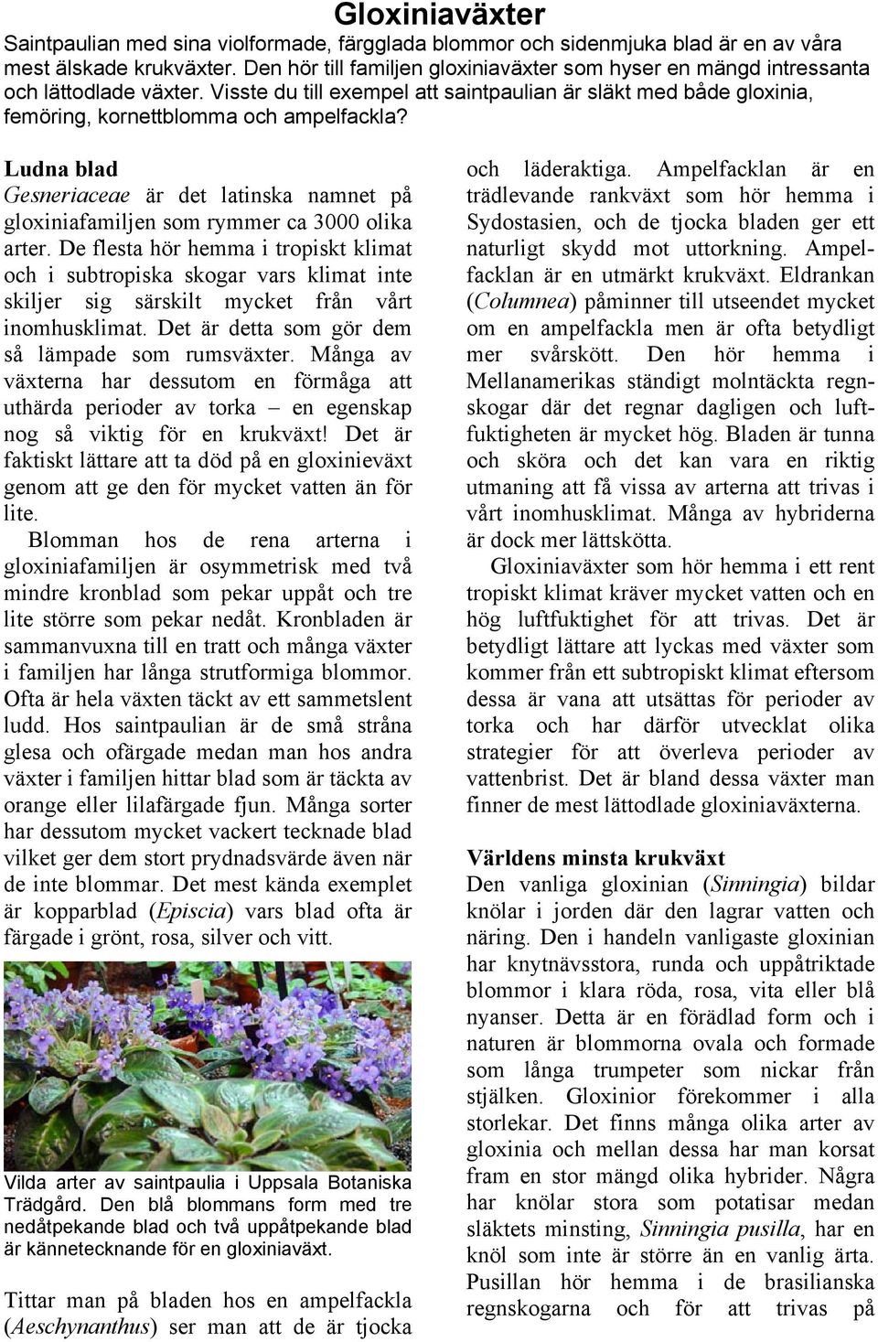 Ludna blad Gesneriaceae är det latinska namnet på gloxiniafamiljen som rymmer ca 3000 olika arter.