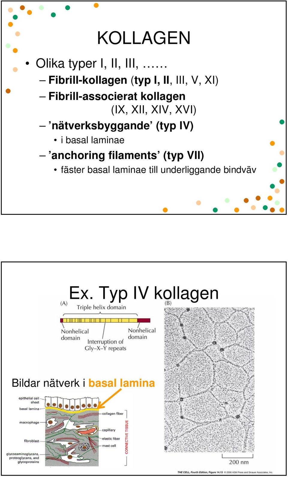 (typ IV) i basal laminae anchoring filaments (typ VII) fäster basal