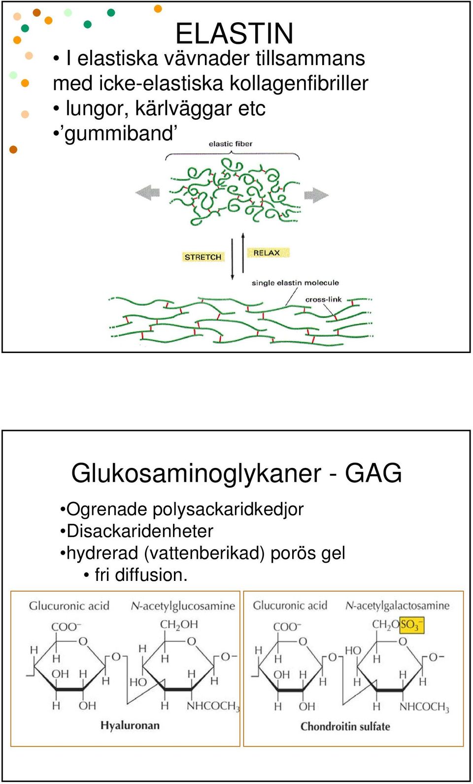 gummiband Glukosaminoglykaner - GAG Ogrenade