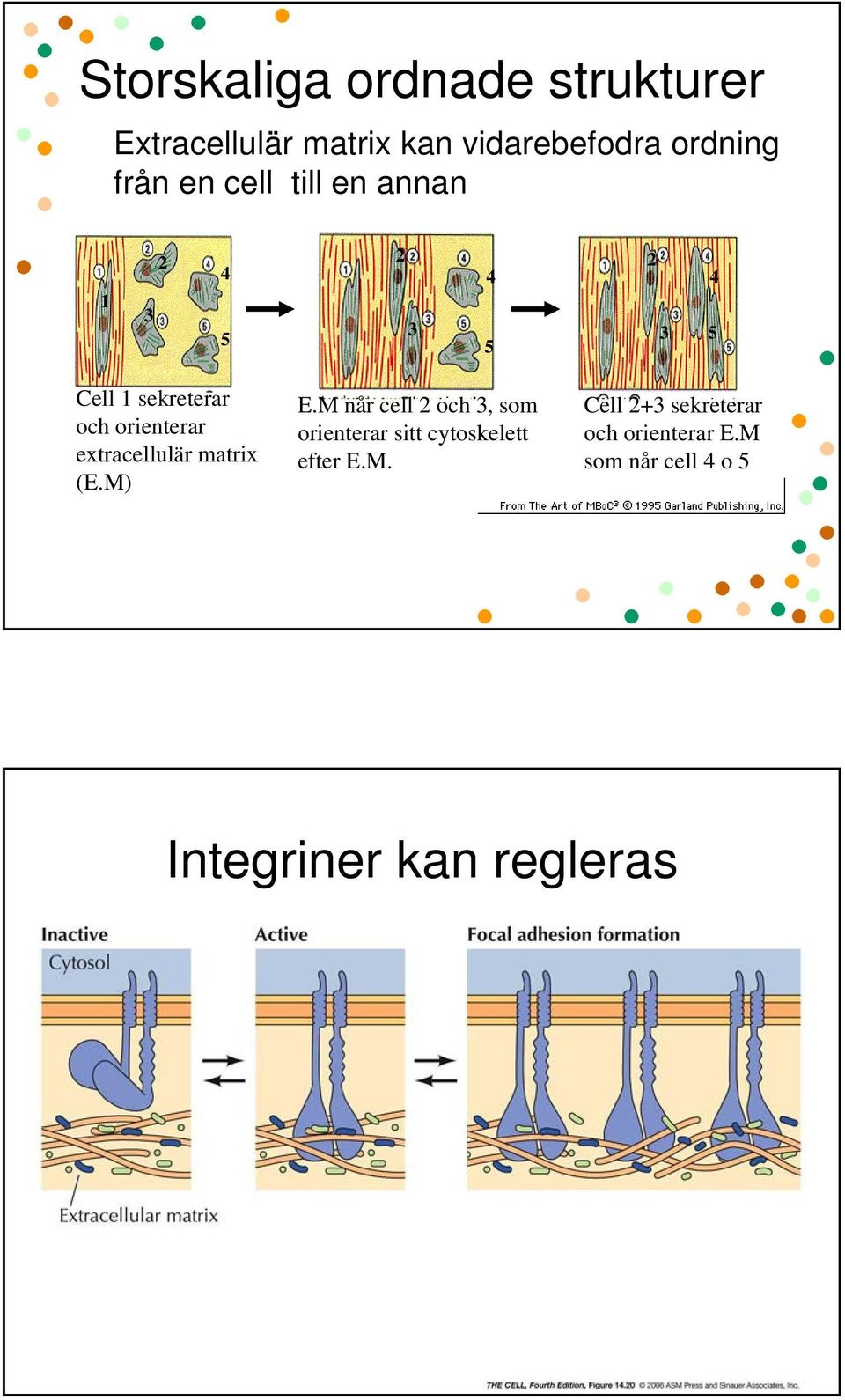 extracellulär matrix (E.M) E.