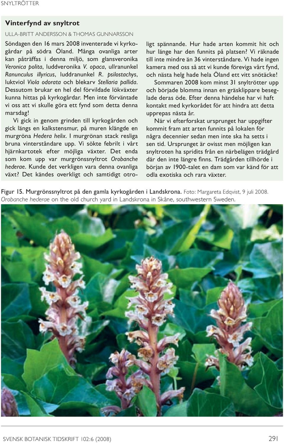 psilostachys, luktviol Viola odorata och blekarv Stellaria pallida. Dessutom brukar en hel del förvildade lökväxter kunna hittas på kyrkogårdar.
