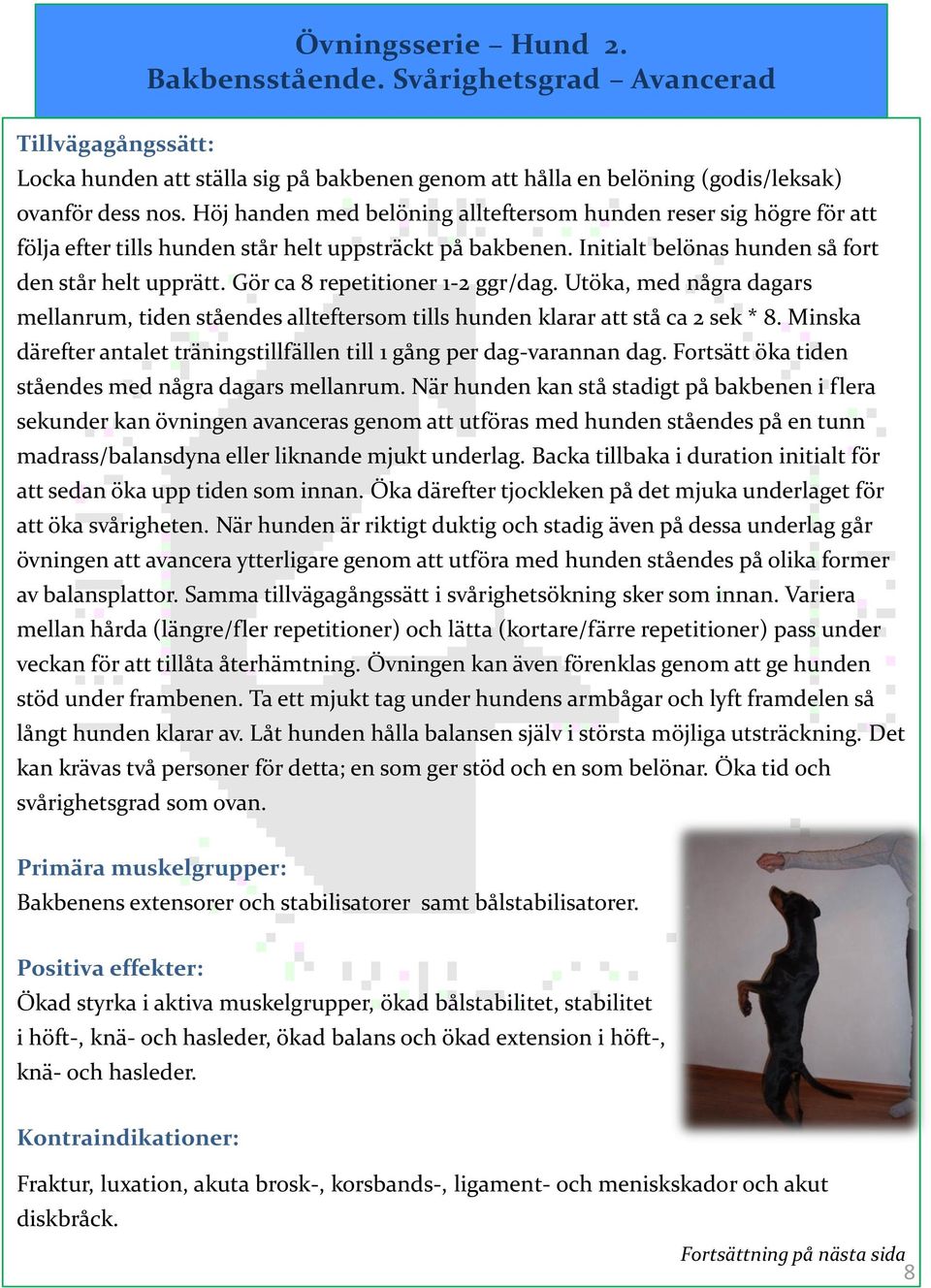 Gör ca 8 repetitioner 1-2 ggr/dag. Utöka, med några dagars mellanrum, tiden ståendes allteftersom tills hunden klarar att stå ca 2 sek * 8.