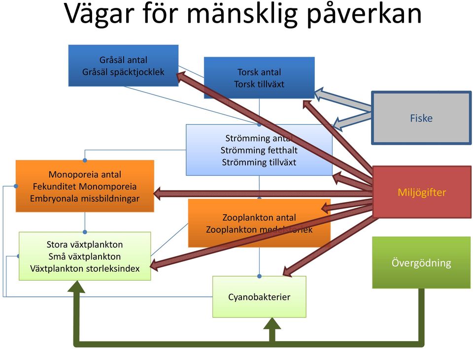 växtplankton Växtplankton storleksindex Strömming antal Strömming fetthalt Strömming