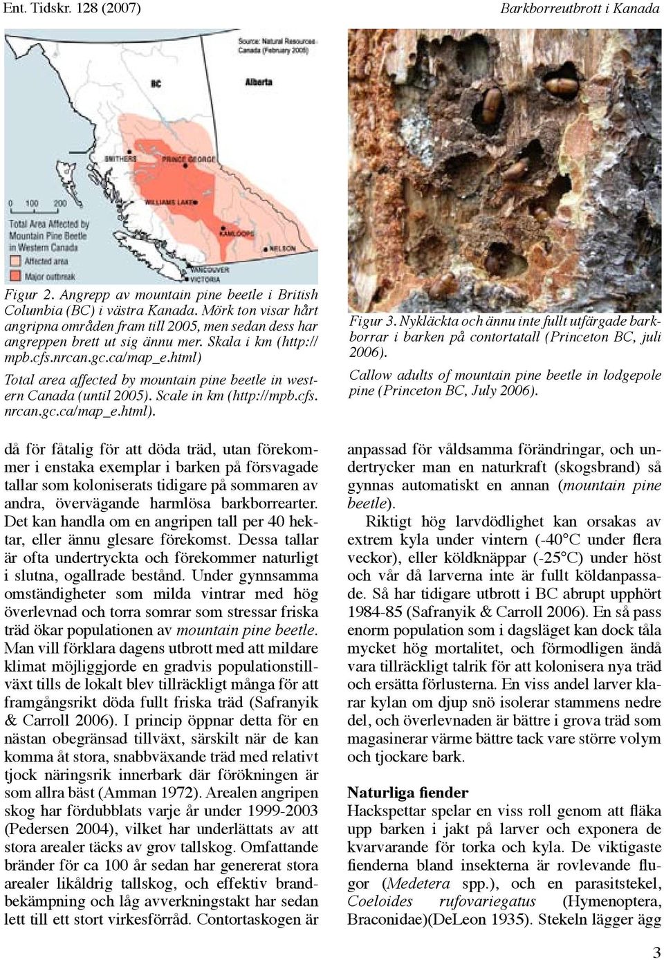 html) Total area affected by mountain pine beetle in western Canada (until 2005). Scale in km (http://mpb.cfs. nrcan.gc.ca/map_e.html). då för fåtalig för att döda träd, utan förekommer i enstaka exemplar i barken på försvagade tallar som koloniserats tidigare på sommaren av andra, övervägande harmlösa barkborrearter.