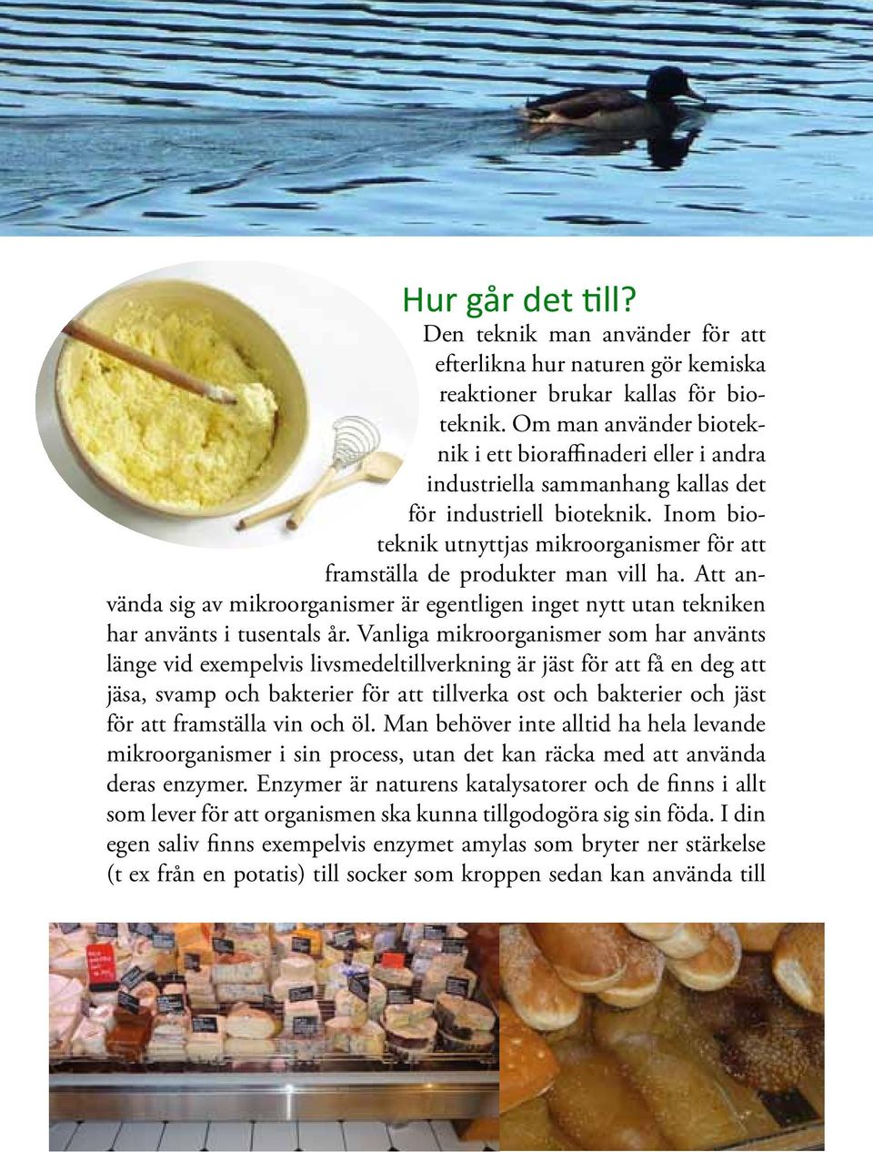 Inom bioteknik utnyttjas mikroorganismer för att framställa de produkter man vill ha. Att använda sig av mikroorganismer är egentligen inget nytt utan tekniken har använts i tusentals år.