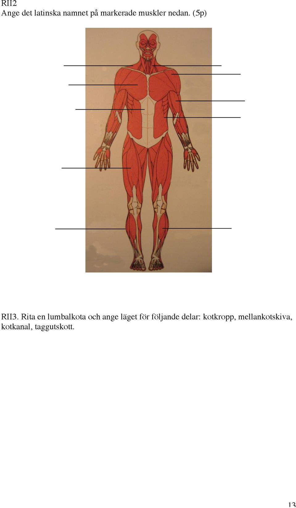 Rita en lumbalkota och ange läget för