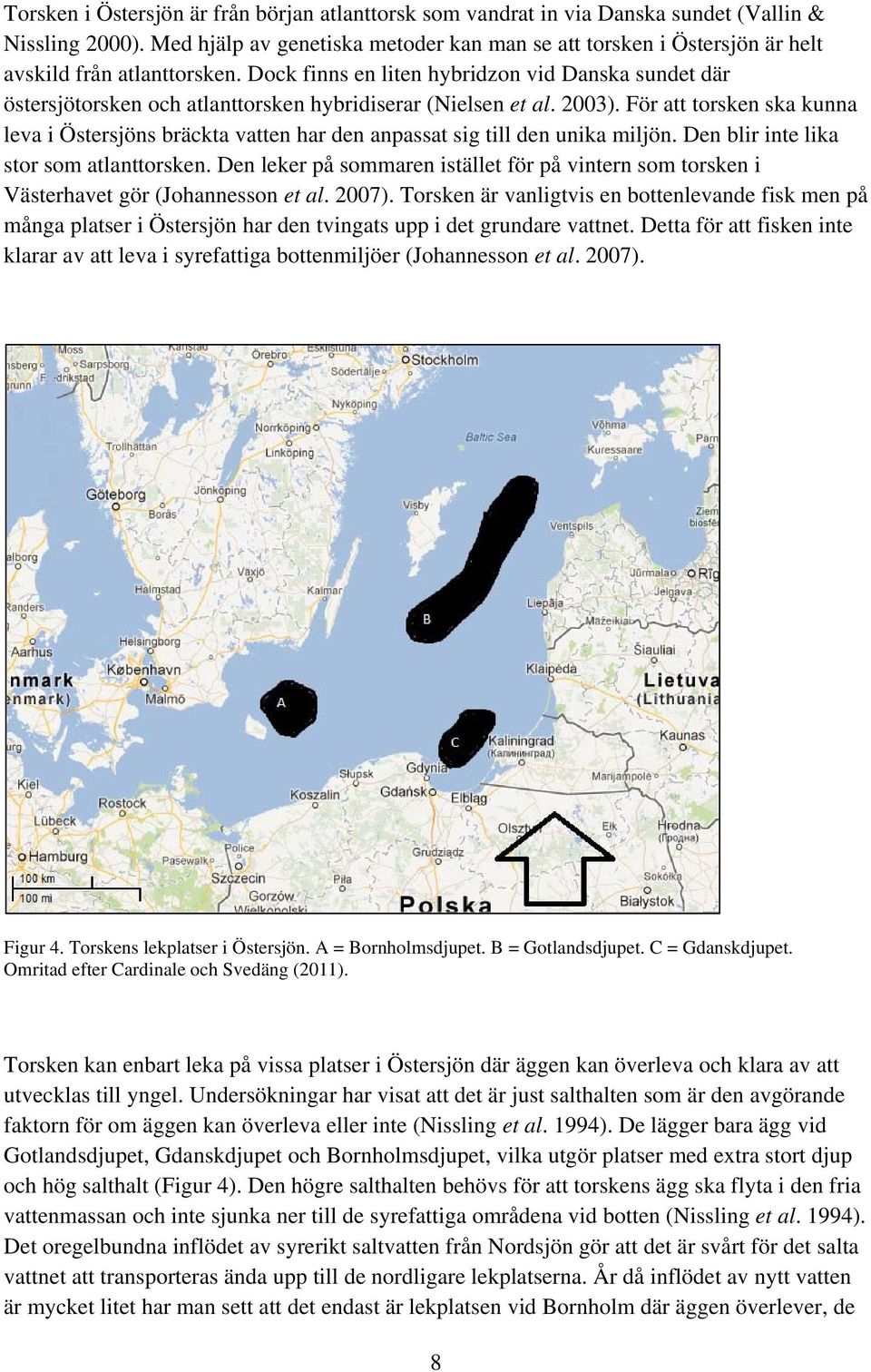 Dock finns en liten hybridzon vid Danska sundet där östersjötorsken och atlanttorsken hybridiserar (Nielsen et al. 2003).