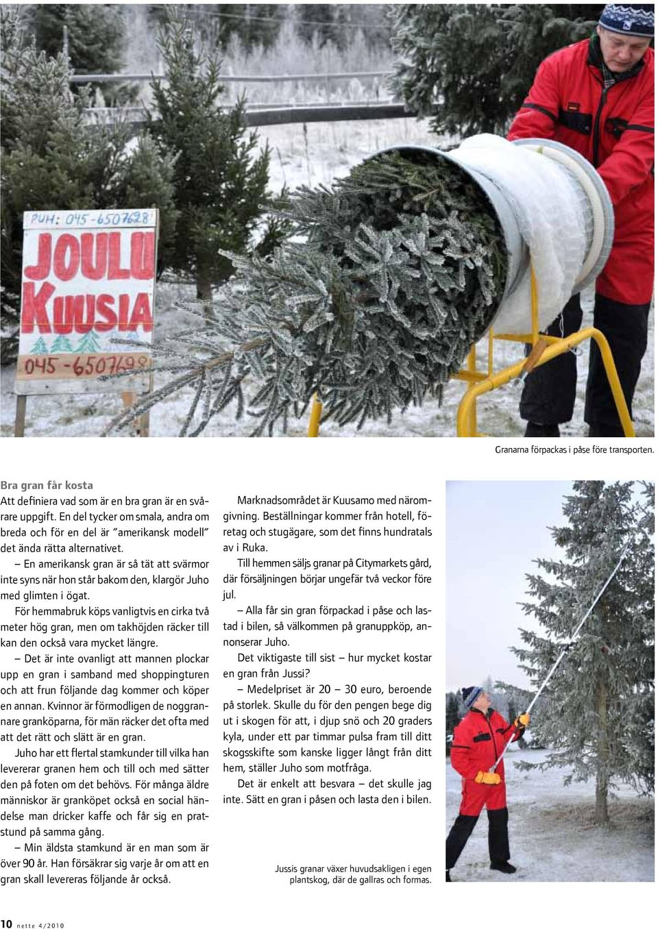 En amerikansk gran är så tät att svärmor inte syns när hon står bakom den, klargör Juho med glimten i ögat.