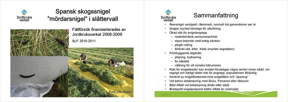 plöjning, kultivering fin såbädd vältning för att minska hålrummen Risk för snigelskador kan endast förutsägas några veckor innan sådd, om regnigt och fuktigt väder-risk för angrepp, populationen