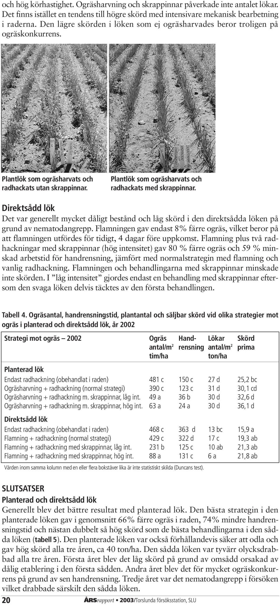 Direktsådd lök Det var generellt mycket dåligt bestånd och låg skörd i den direktsådda löken på grund av nematodangrepp.