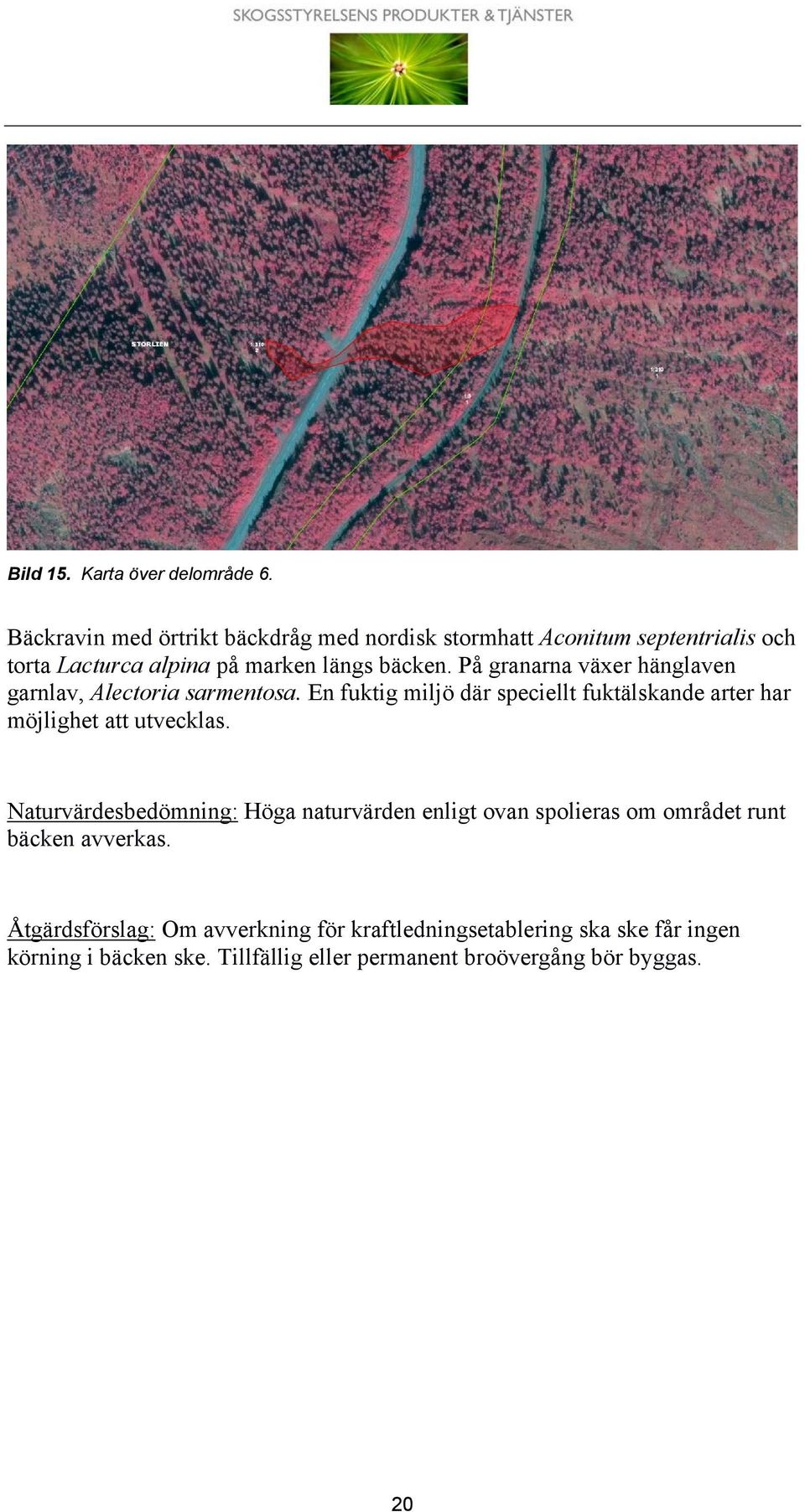 På granarna växer hänglaven garnlav, Alectoria sarmentosa. En fuktig miljö där speciellt fuktälskande arter har möjlighet att utvecklas.