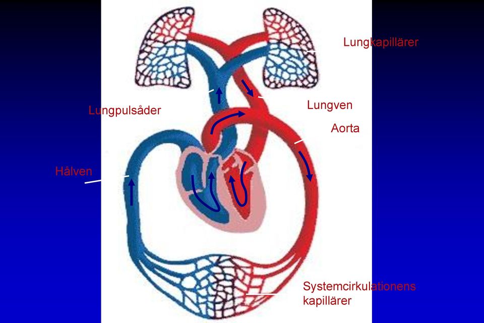 Aorta Hålven Björn