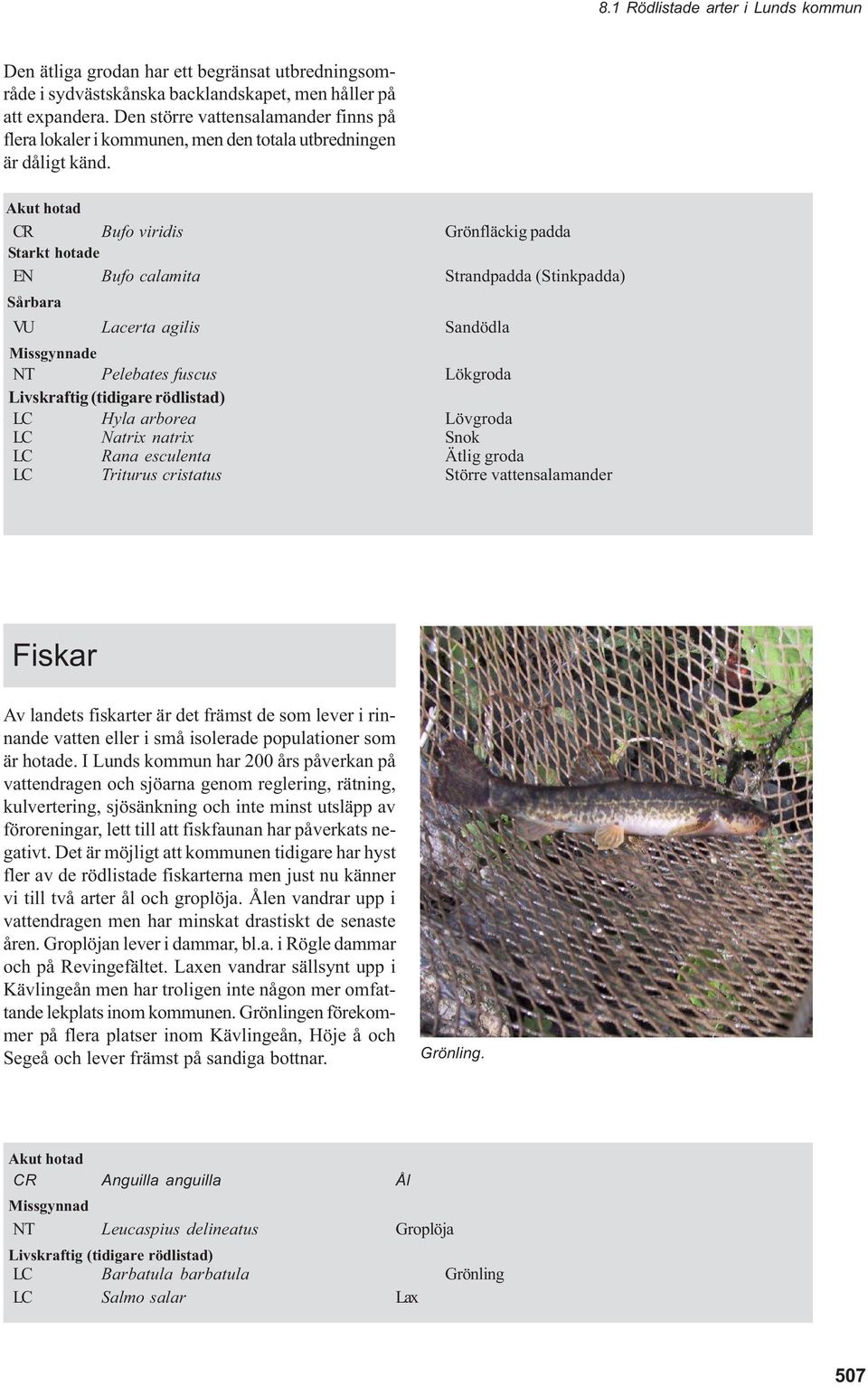 Akut hotad CR Bufo viridis Grönfläckig padda Starkt hotade EN Bufo calamita Strandpadda (Stinkpadda) Sårbara VU Lacerta agilis Sandödla Missgynnade NT Pelebates fuscus Lökgroda Livskraftig (tidigare