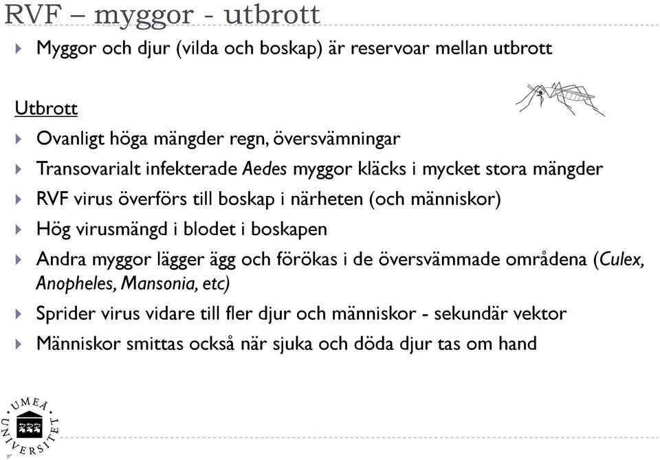 människor) Hög virusmängd i blodet i boskapen Andra myggor lägger ägg och förökas i de översvämmade områdena (Culex, Anopheles,