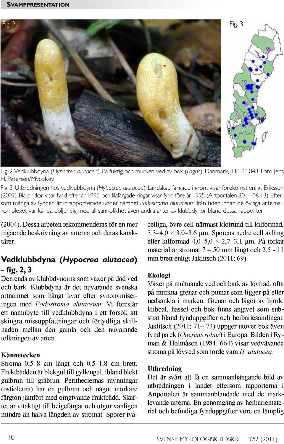 Eftersom många av fynden är inrapporterade under namnet Podostroma alutaceum från tiden innan de övriga arterna i komplexet var kända döljer sig med all sannolikhet även andra arter av klubbdynor