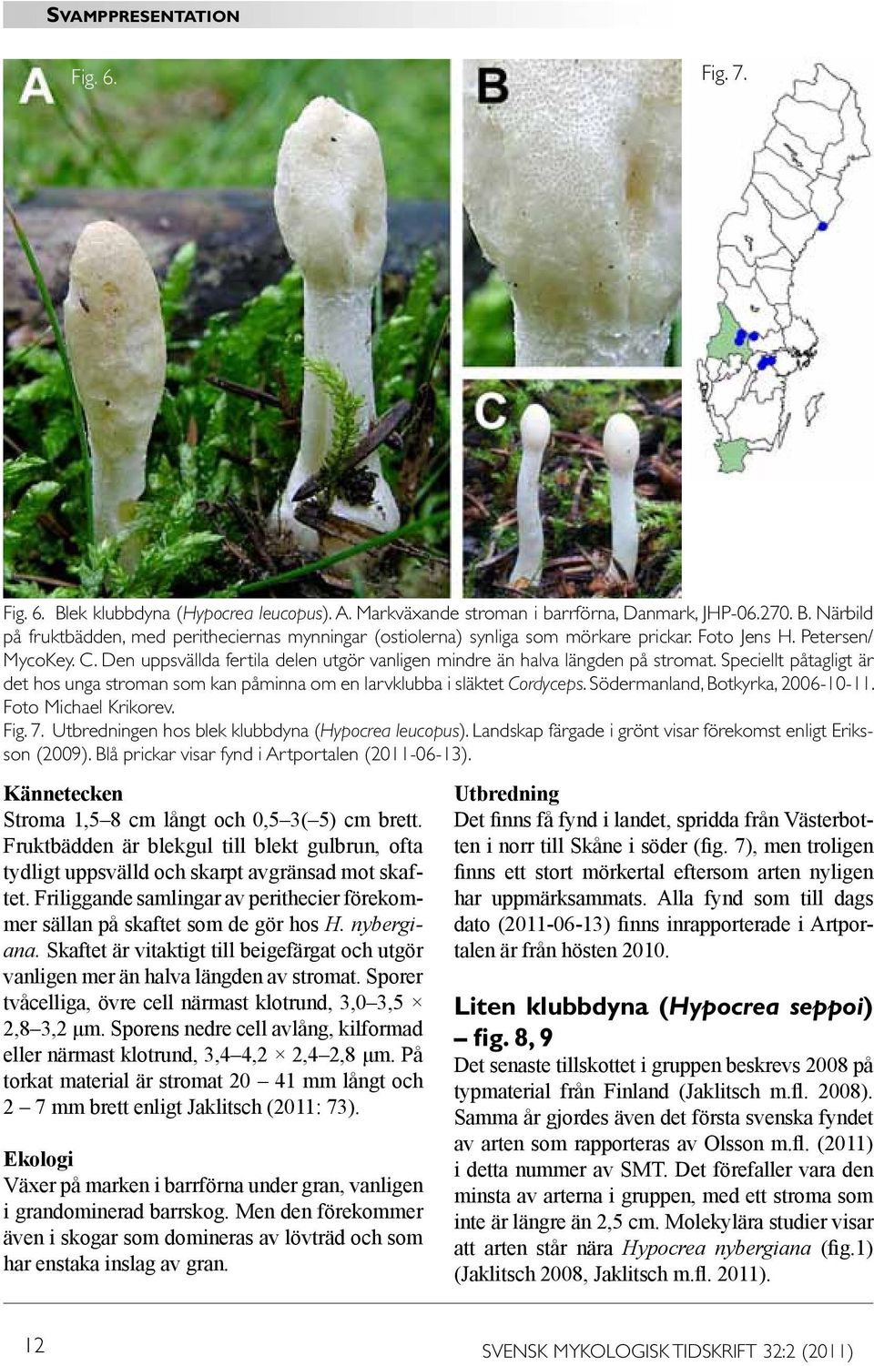 Speciellt påtagligt är det hos unga stroman som kan påminna om en larvklubba i släktet Cordyceps. Södermanland, Botkyrka, 2006-10-11. Foto Michael Krikorev. Fig. 7.