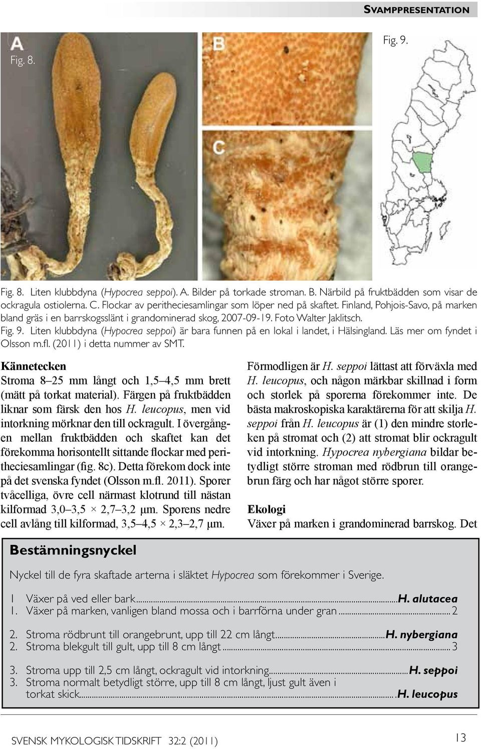 Liten klubbdyna (Hypocrea seppoi) är bara funnen på en lokal i landet, i Hälsingland. Läs mer om fyndet i Olsson m.fl. (2011) i detta nummer av SMT.