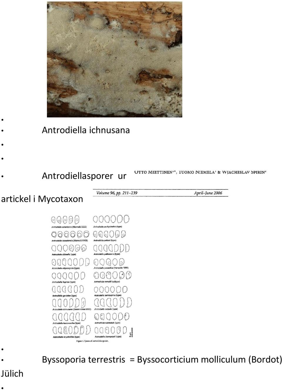 Mycotaxon Byssoporia terrestris