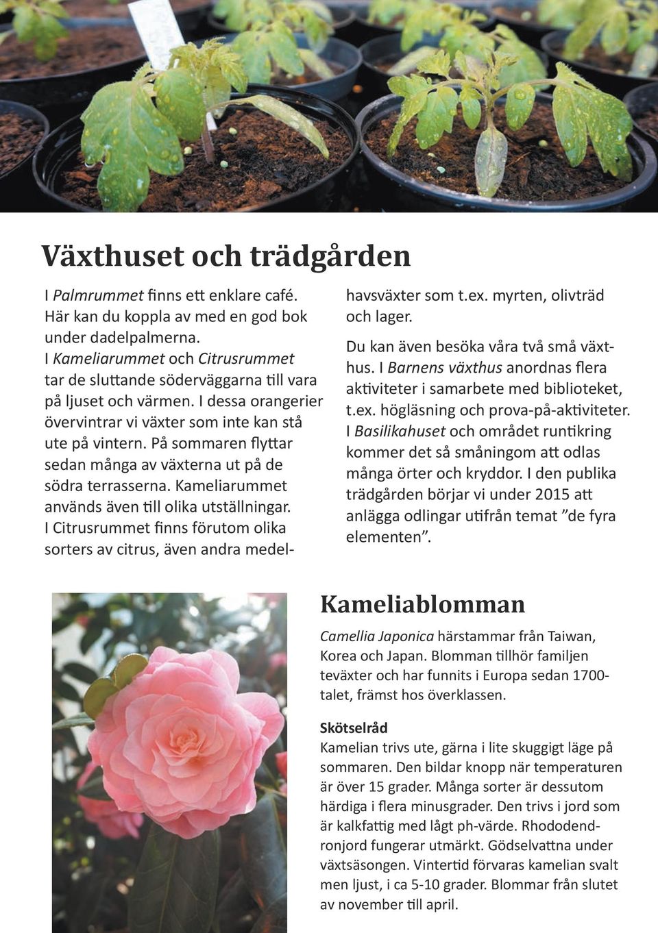 På sommaren flyttar sedan många av växterna ut på de södra terrasserna. Kameliarummet används även till olika utställningar.