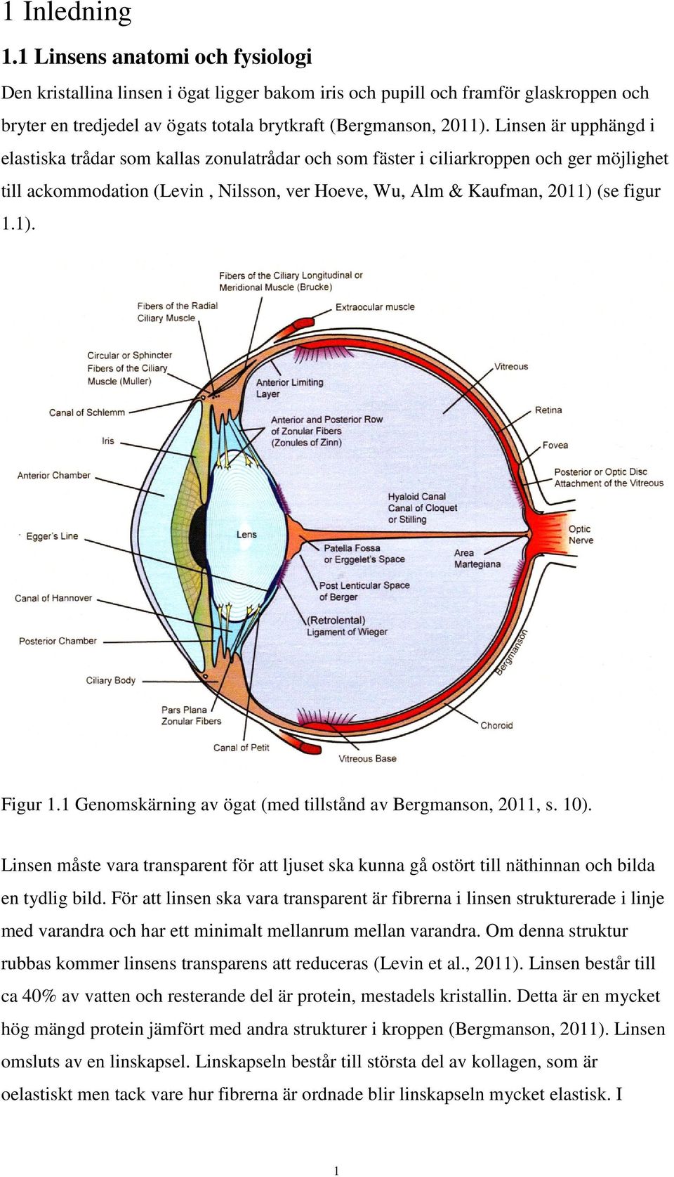 1 Genomskärning av ögat (med tillstånd av Bergmanson, 2011, s. 10). Linsen måste vara transparent för att ljuset ska kunna gå ostört till näthinnan och bilda en tydlig bild.