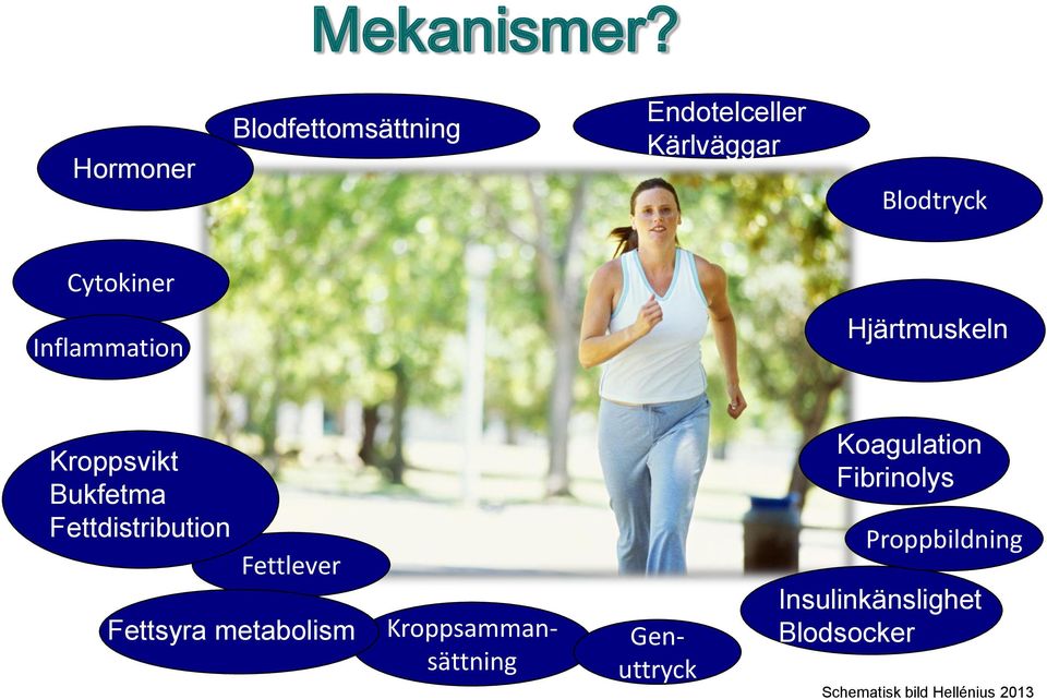 Inflammation Hjärtmuskeln Kroppsvikt Bukfetma Fettdistribution Fettlever