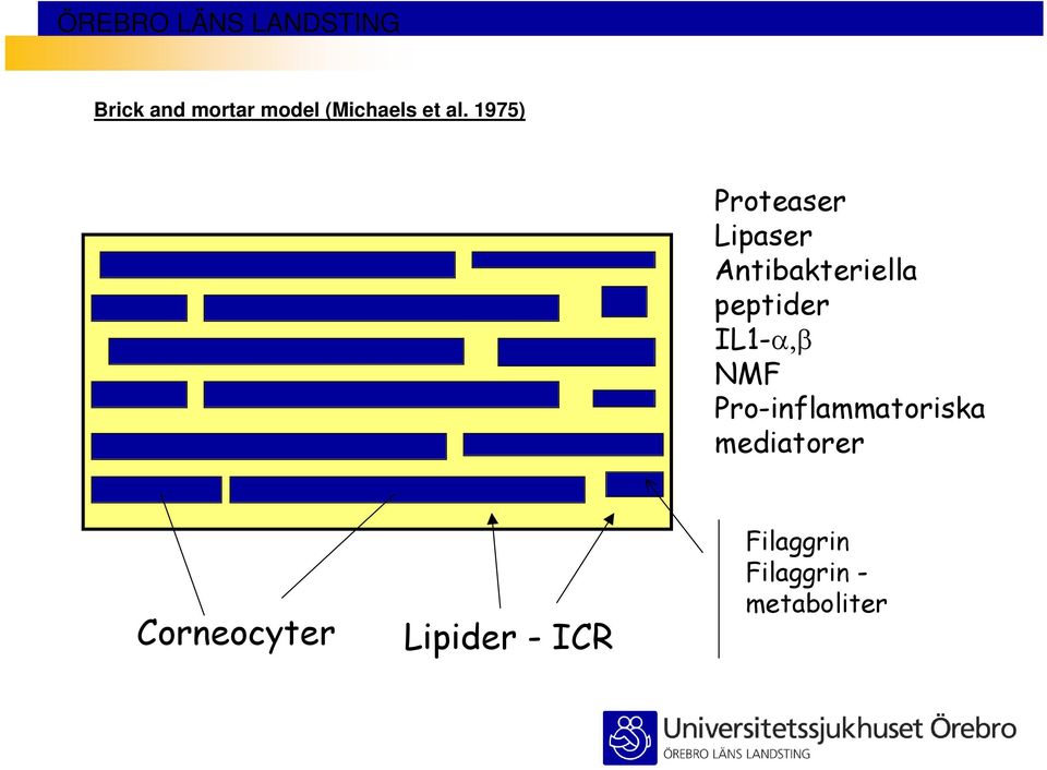 peptider IL1-α,β NMF Pro-inflammatoriska