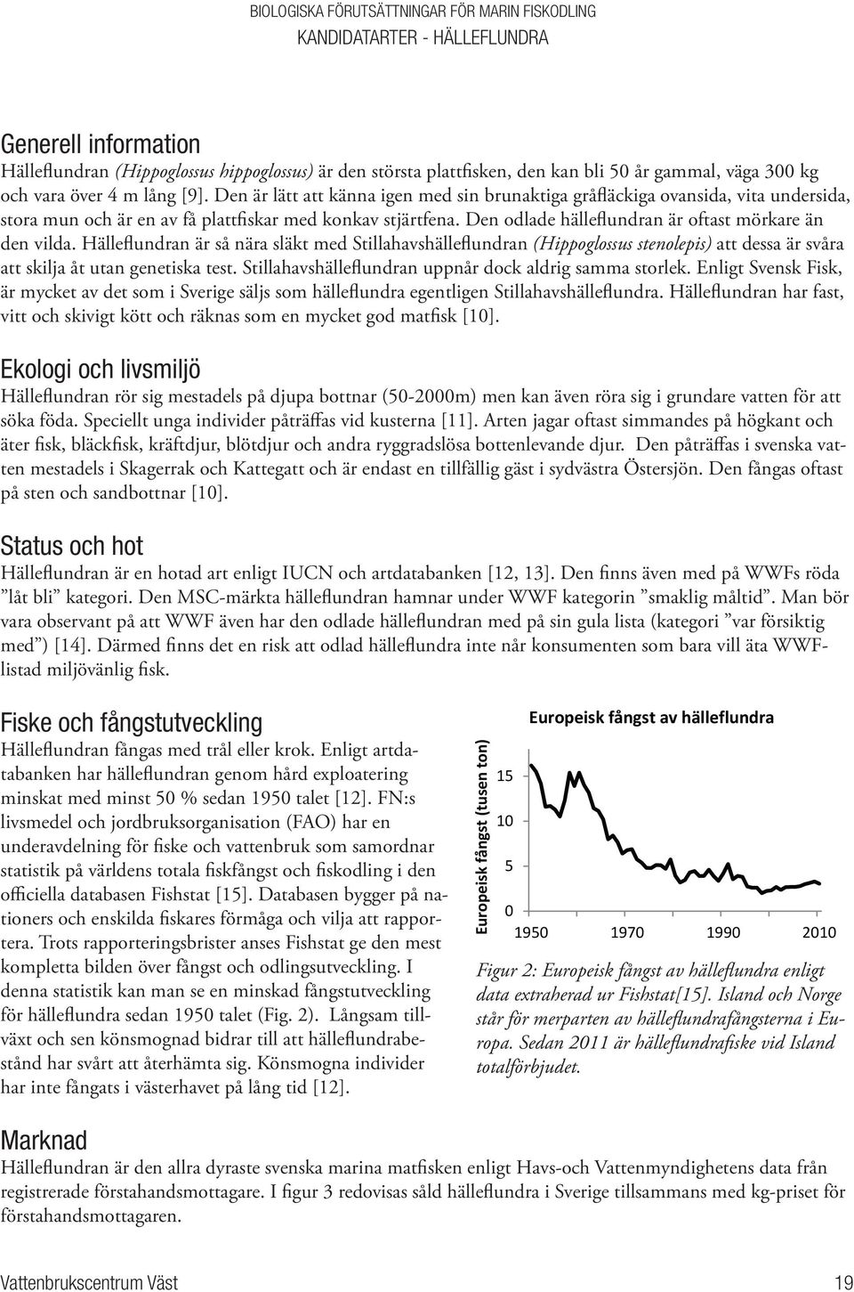 Den odlade hälleflundran är oftast mörkare än den vilda. Hälleflundran är så nära släkt med Stillahavshälleflundran (Hippoglossus stenolepis) att dessa är svåra att skilja åt utan genetiska test.