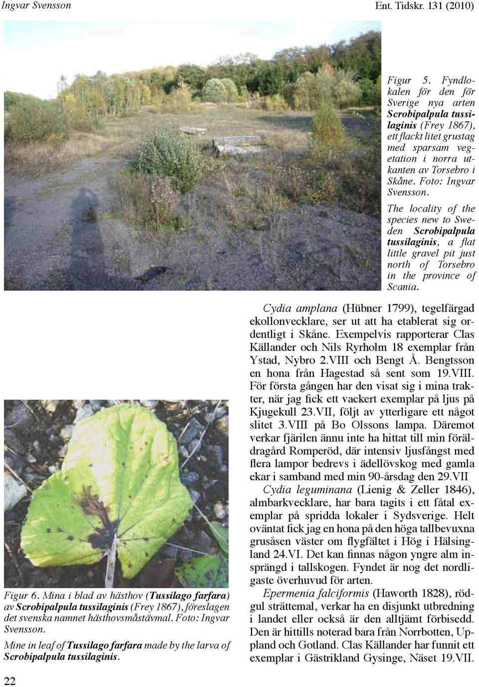 Fyndlokalen för den för Sverige nya arten Scrobipalpula tussilaginis (Frey 1867), ett flackt litet grustag med sparsam vegetation i norra utkanten av Torsebro i Skåne. Foto: Ingvar Svensson.