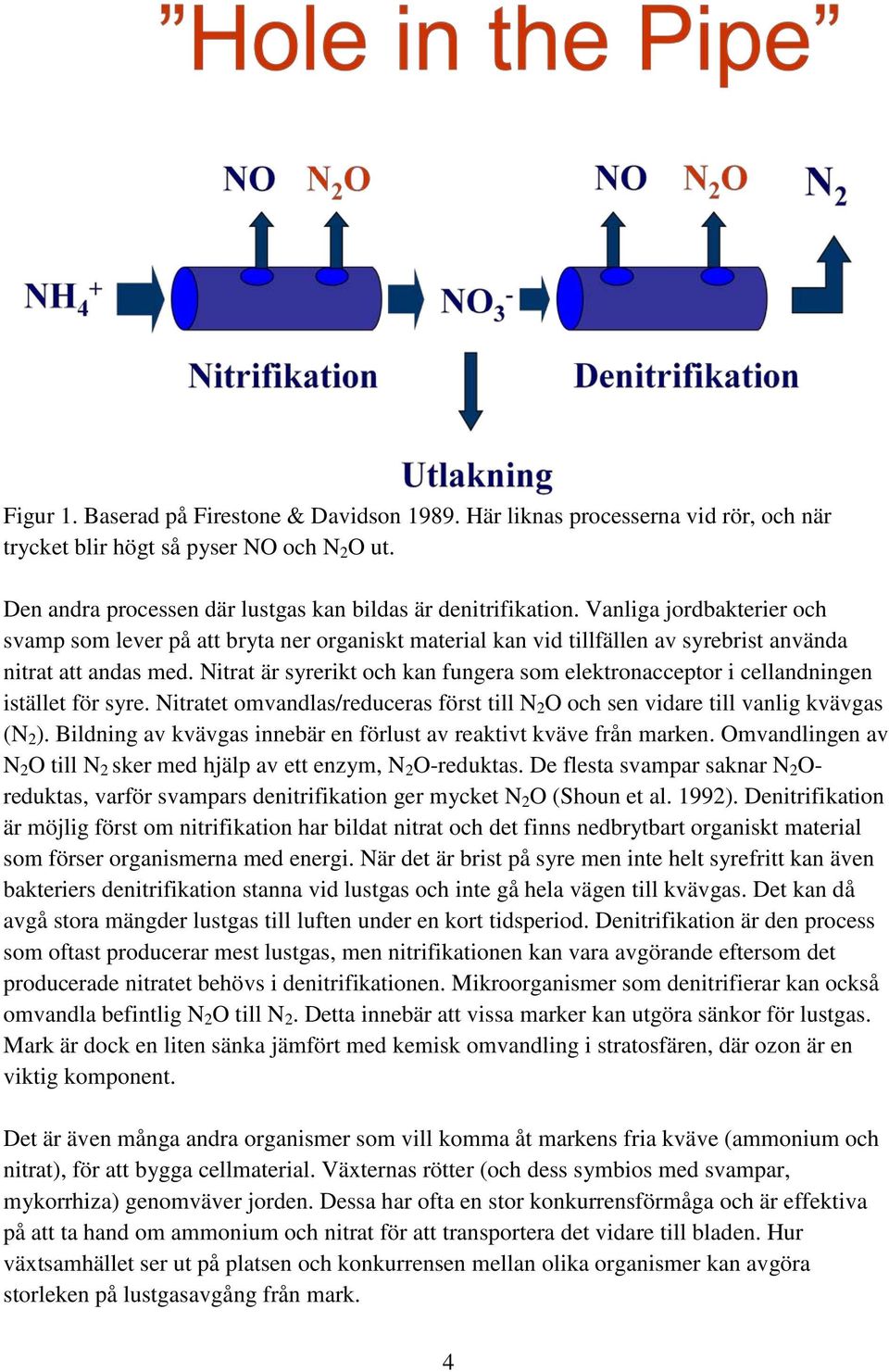 Nitrat är syrerikt och kan fungera som elektronacceptor i cellandningen istället för syre. Nitratet omvandlas/reduceras först till N 2 O och sen vidare till vanlig kvävgas (N 2 ).